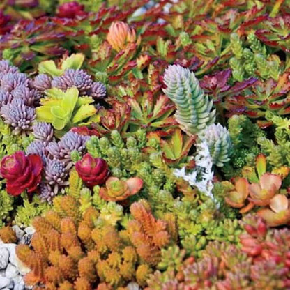 Mixed Sedum Seeds 