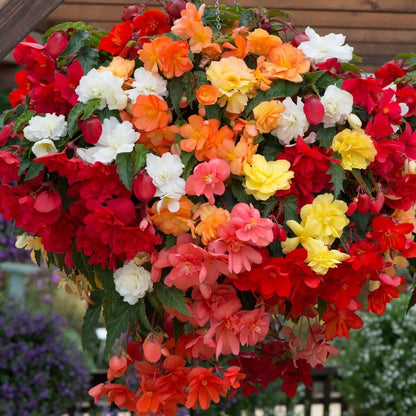 Mixed Tuberosa Begonia Seeds