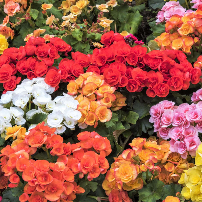 Mixed Tuberosa Begonia Seeds