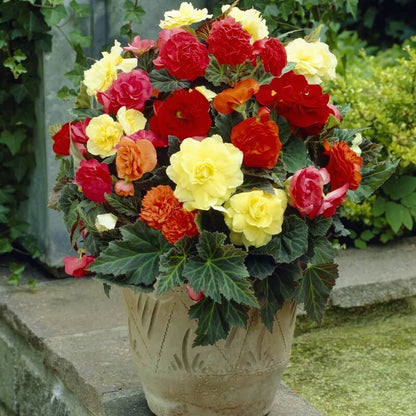 Mixed Tuberosa Begonia Seeds