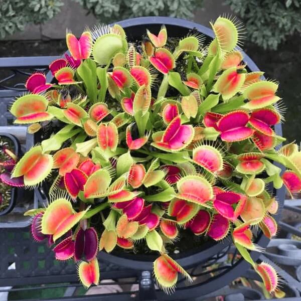 Typical Venus Flytrap Seeds - Flower Plant