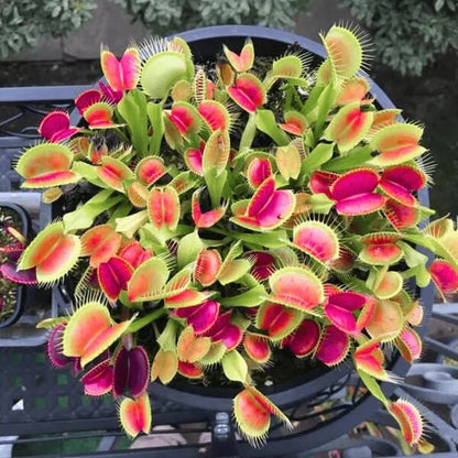 Typical Venus Flytrap Seeds - Flower Plant