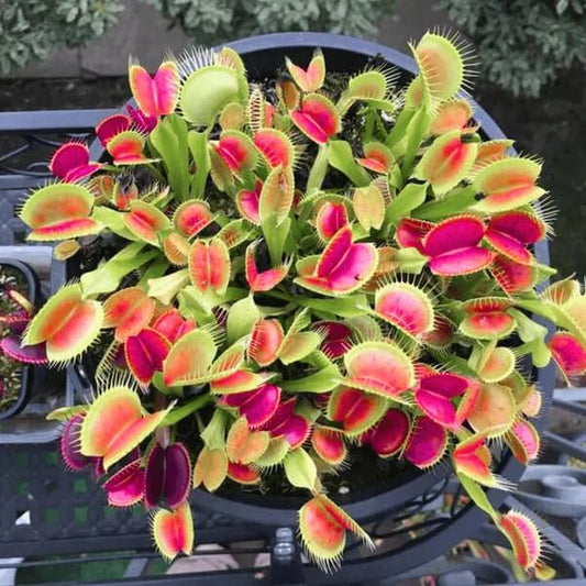 Typical Venus Flytrap Seeds - Flower Plant