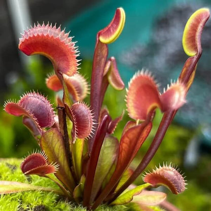 Typical Venus Flytrap Seeds - Flower Plant