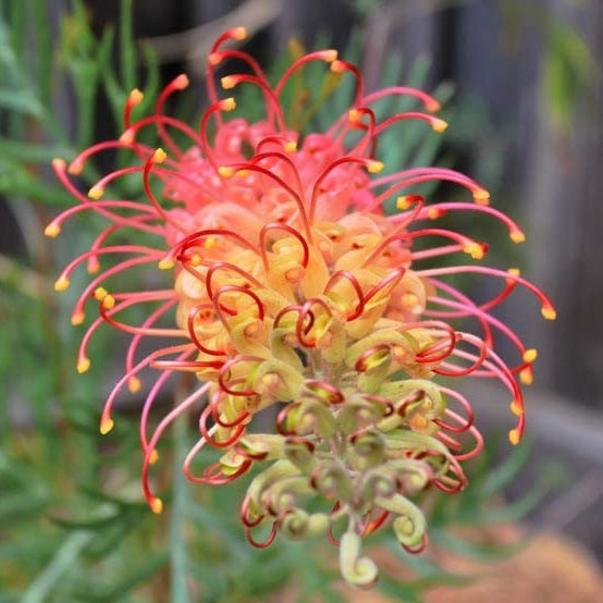 Mixed colour Grevillea Seeds