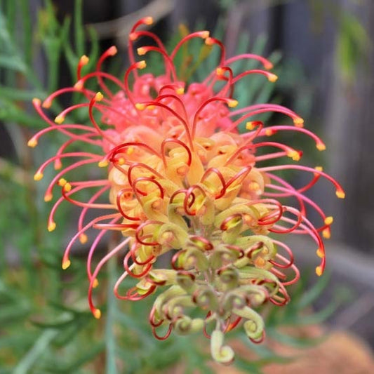 Mixed colour Grevillea Seeds