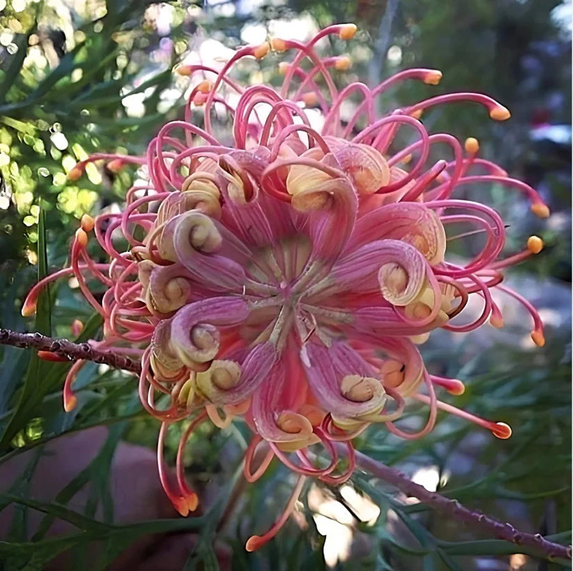 Mixed colour Grevillea Seeds