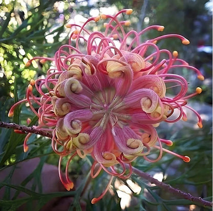 Mixed colour Grevillea Seeds