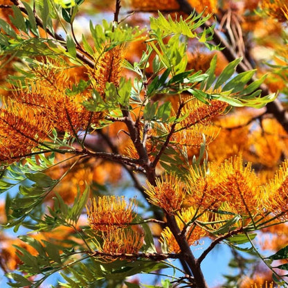 Mixed colour Grevillea Seeds