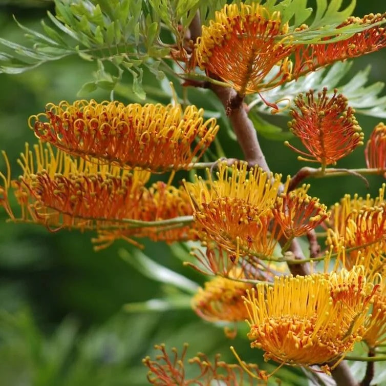 Mixed colour Grevillea Seeds