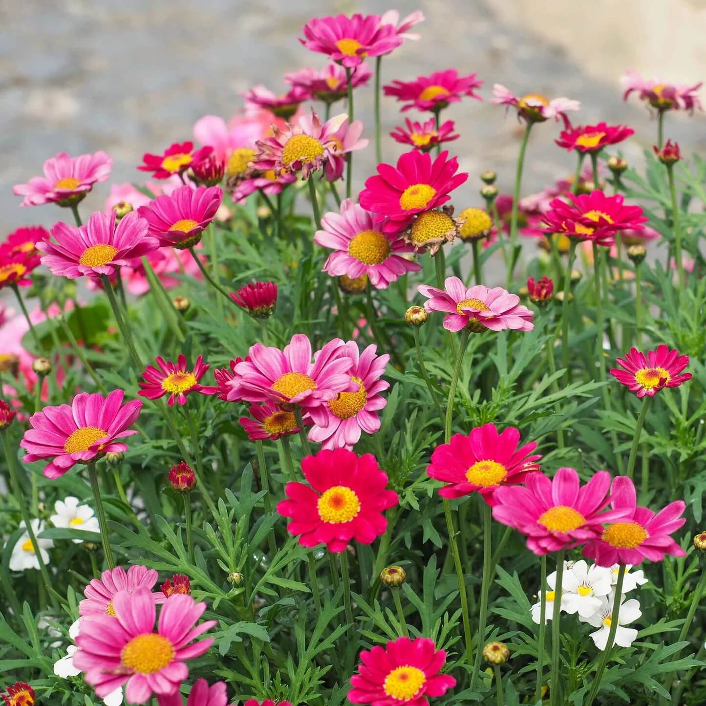 Mixed colours Robinsons Painted Daisy Seeds 