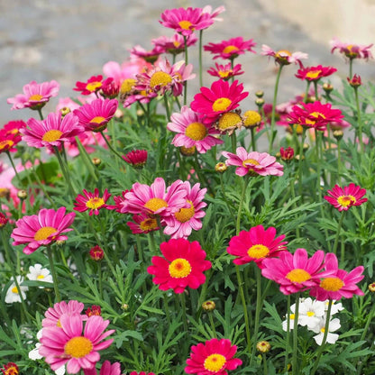 Mixed colours Robinsons Painted Daisy Seeds 