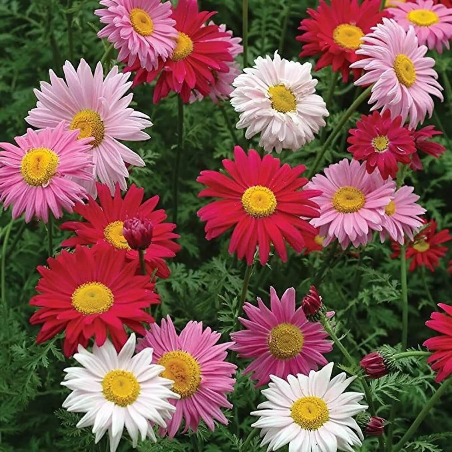 Mixed colours Robinsons Painted Daisy Seeds 