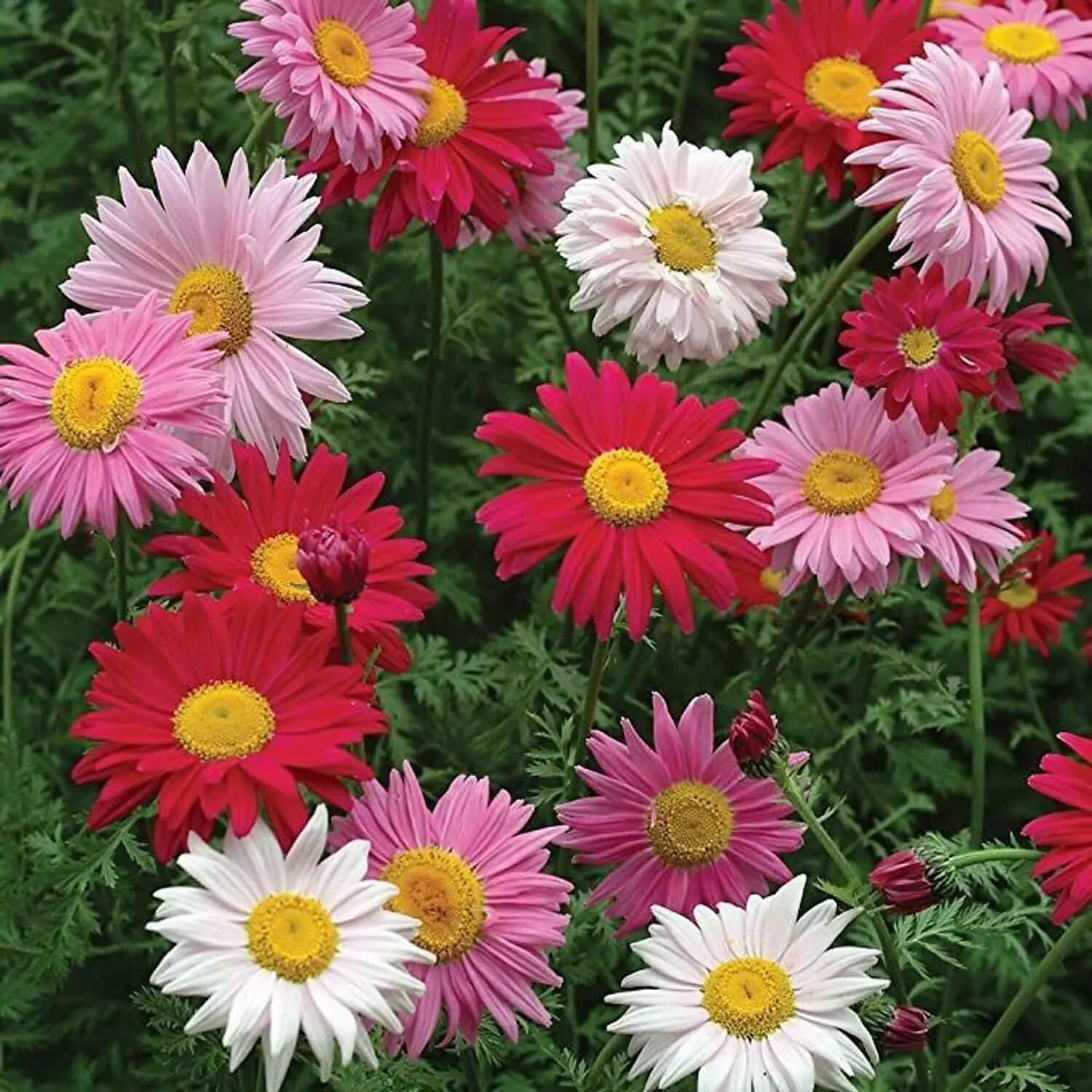 Mixed colours Robinsons Painted Daisy Seeds 