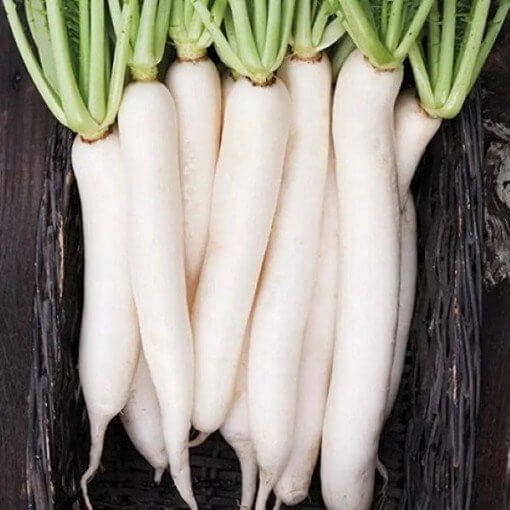 Miyashige Radish Seeds 