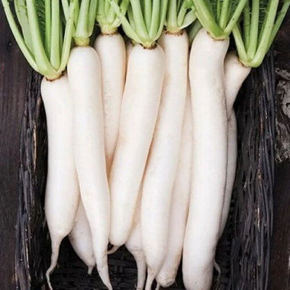 Miyashige Radish Seeds 