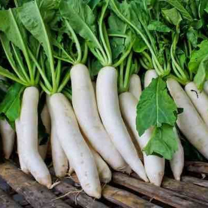 Miyashige Radish Seeds 