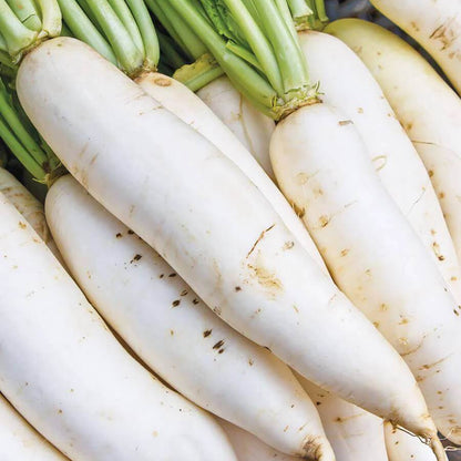 Miyashige Radish Seeds 