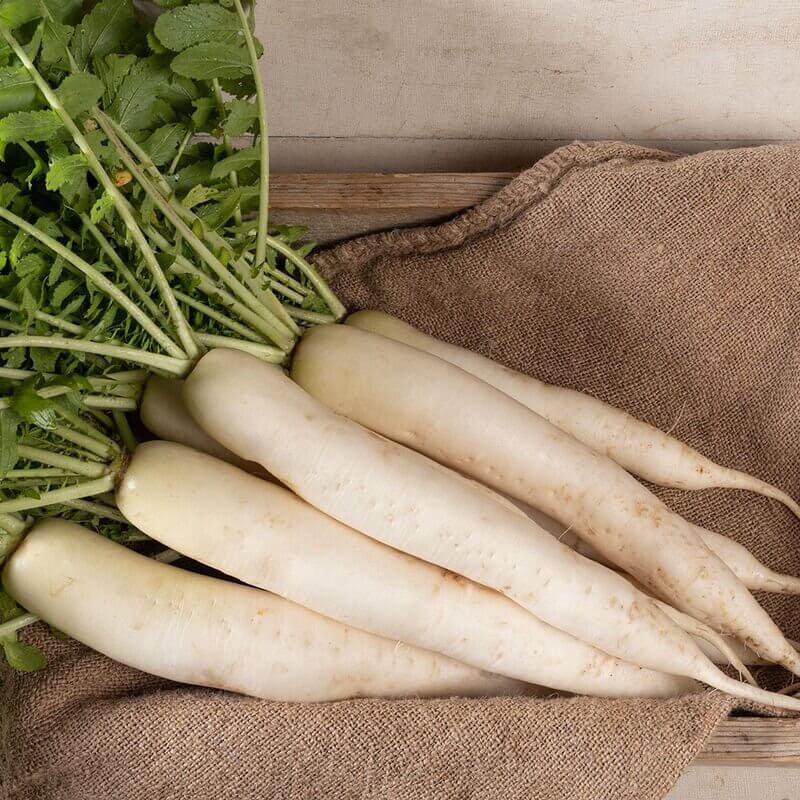 Miyashige Radish Seeds 