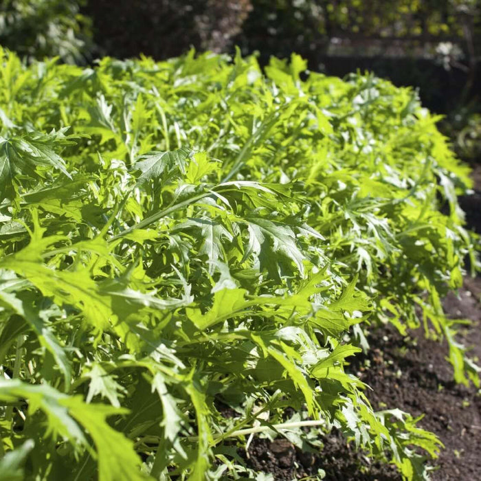 Mizuna Seeds - Vegetable Plant for Home Gardens