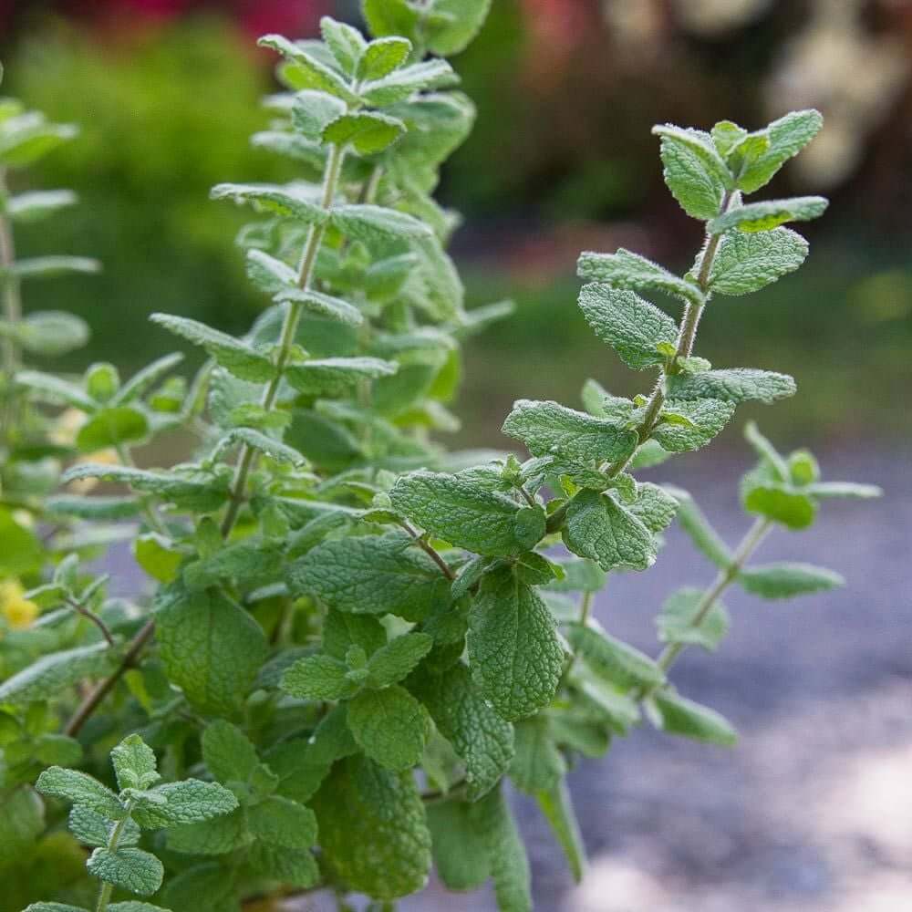 Mojito Mint Seeds - Herbal Plant