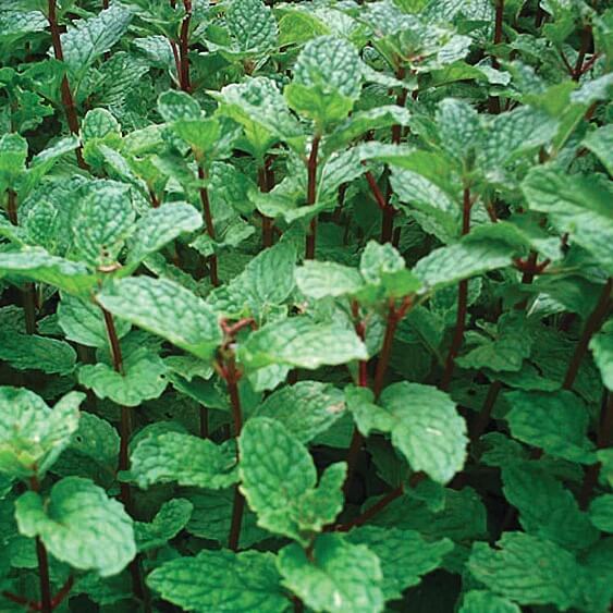 Mojito Mint Seeds - Herbal Plant