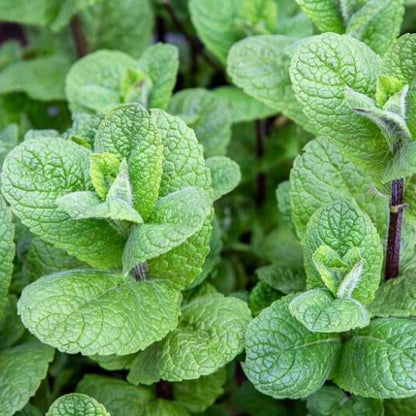 Mojito Mint Seeds - Herbal Plant
