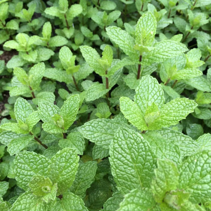 Mojito Mint Seeds - Herbal Plant