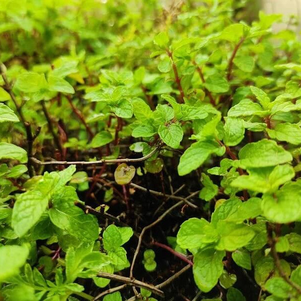 Mojito Mint Seeds 