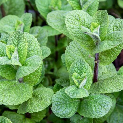 Mojito Mint Seeds 