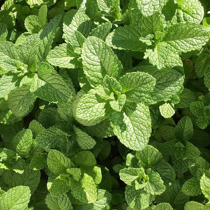 Mojito Mint Seeds 