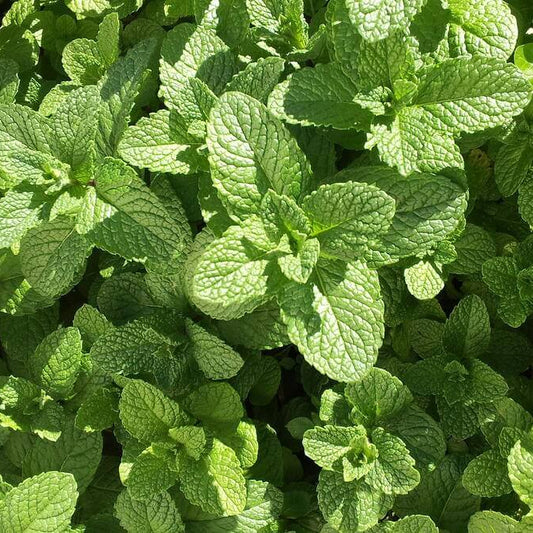 Mojito Mint Seeds 