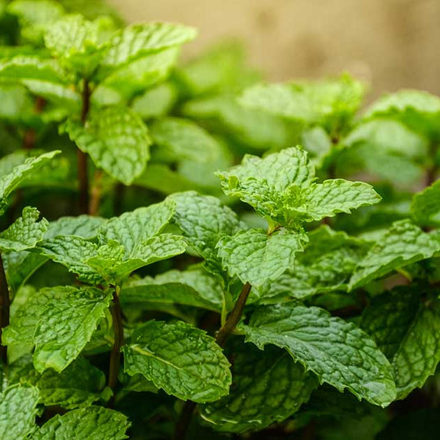 Mojito Mint Seeds 