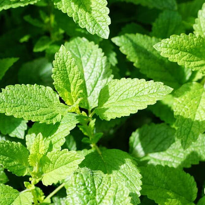 Mojito Mint Seeds 