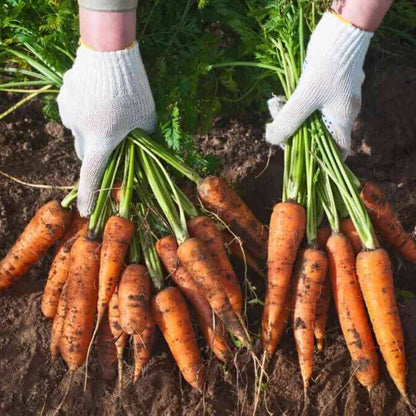 Mokum Carrot Seeds - Heirloom Vegetable Plant for Home Gardens