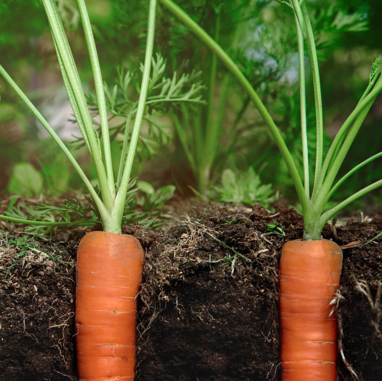 Mokum Carrot Seeds - Heirloom Vegetable Plant for Home Gardens