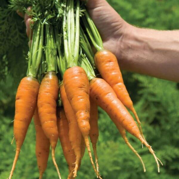 Mokum Carrot Seeds - Heirloom Vegetable Plant for Home Gardens