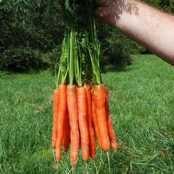 Mokum Carrot Seeds - Heirloom Vegetable Plant for Home Gardens