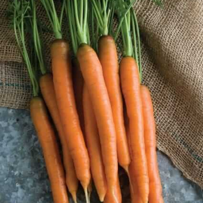 
Mokum Carrot Seeds - Heirloom Vegetable Seeds for Home Gardens
