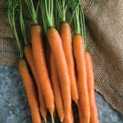 
Mokum Carrot Seeds - Heirloom Vegetable Seeds for Home Gardens
