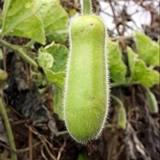 Mokwa Long Seeds 