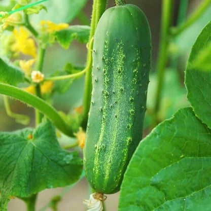 Mokwa Long Seeds 