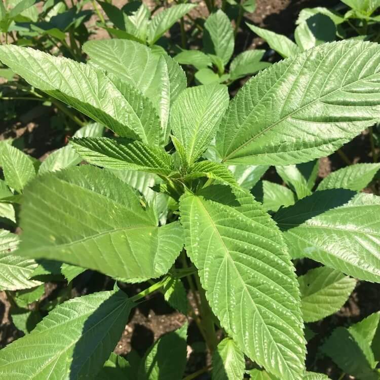 Molokhia Egyptian Spinach Seeds