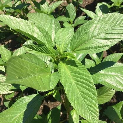 Molokhia Egyptian Spinach Seeds