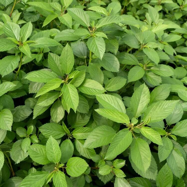 Molokhia Egyptian Spinach Seeds
