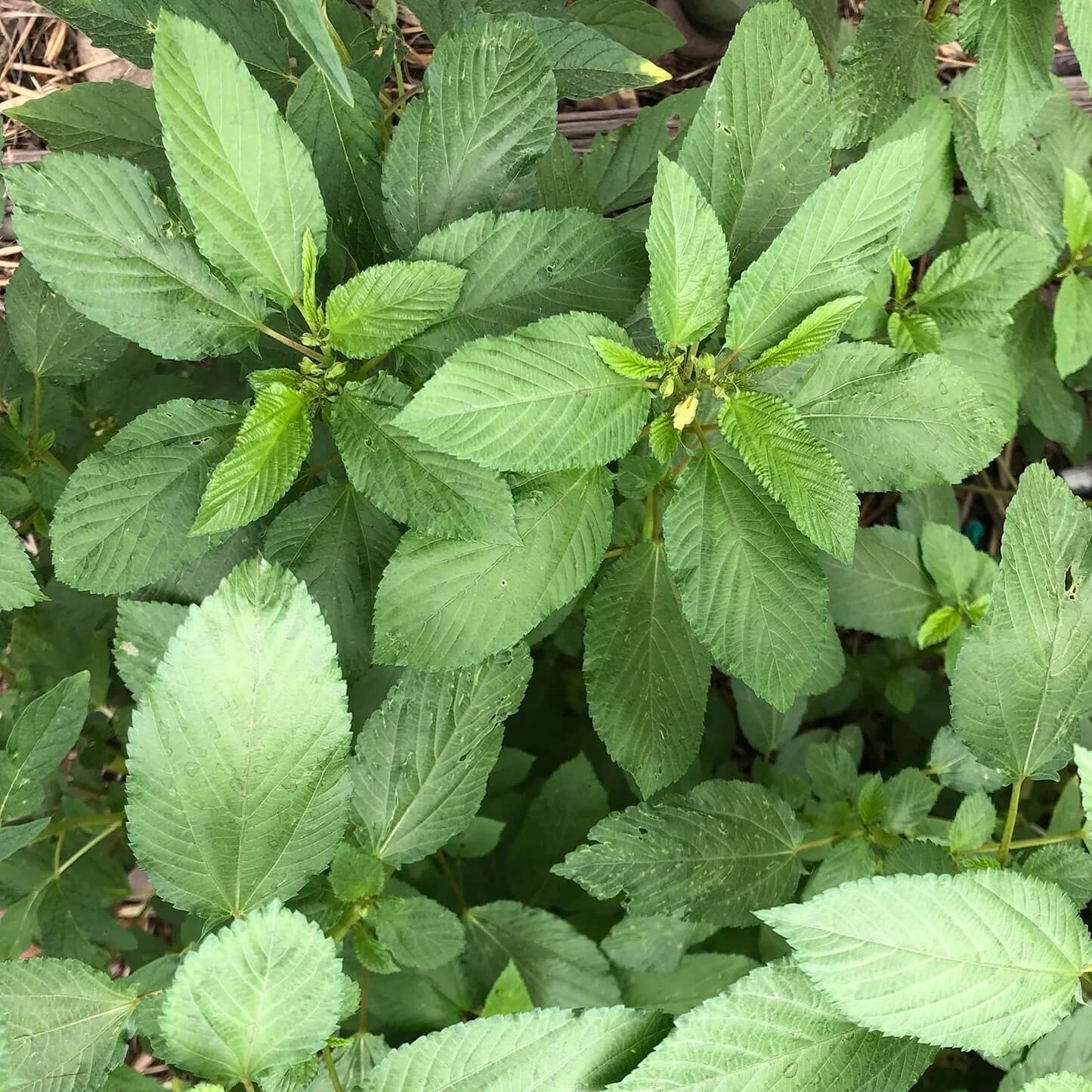 Molokhia Seeds - Vegetable Plant for Home Gardens
