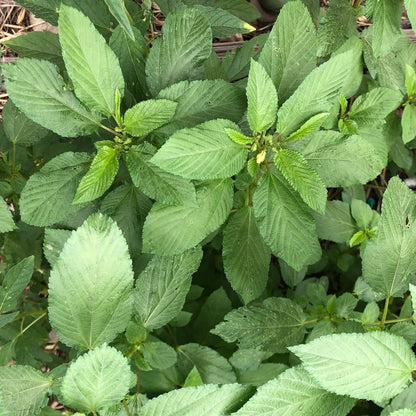 Molokhia Seeds - Vegetable Plant for Home Gardens