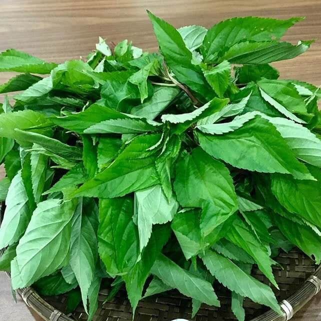Molokhia Seeds - Vegetable Plant for Home Gardens
