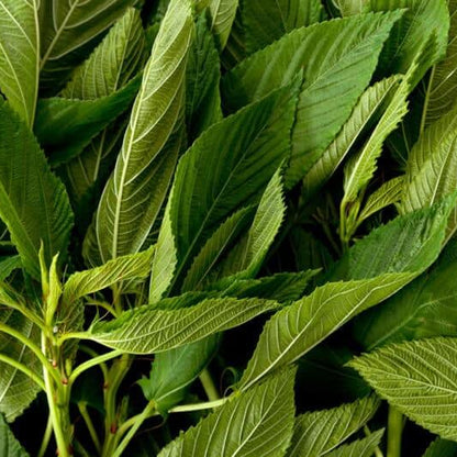 Molokhia Seeds - Vegetable Plant for Home Gardens