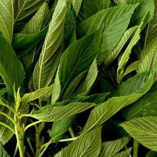 Molokhia Seeds - Vegetable Plant for Home Gardens
